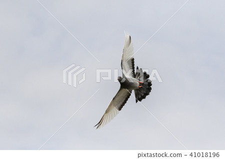 homing pigeon bird flying with wide wing feather homing pigeon bird flying with wide wing feather 41018196