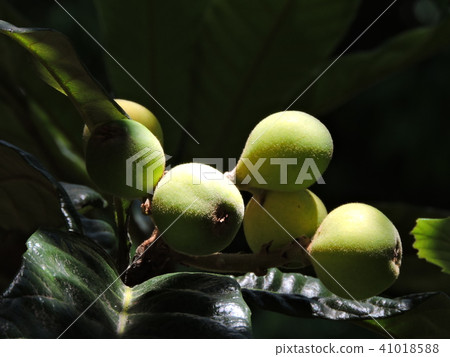 枇杷的果子用向日葵葉子 41018588