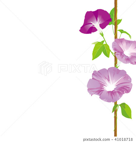 牽牛花例證 41018718