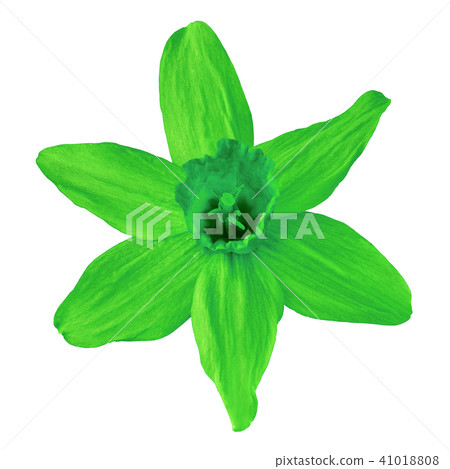 Flower green narcissus isolated on white Flower green narcissus isolated on white 41018808