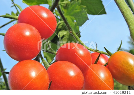 Kitchen garden cherry tomatoes 41019211