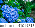 Hydrangea of Awai Shrine 41019213