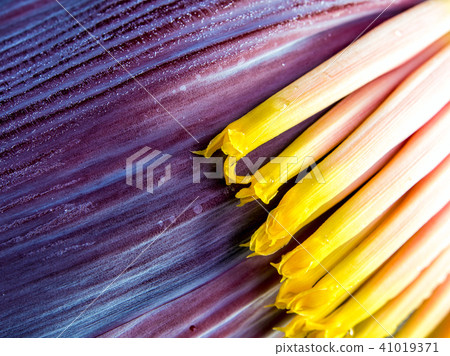 Silver bluggoe banana blossom Silver bluggoe banana blossom 41019371