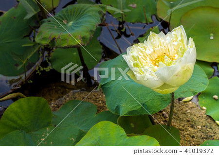 Detail of white lotus blossom flower Detail of white lotus blossom flower 41019372