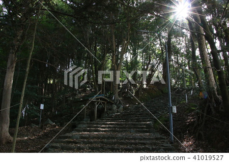 Guardian Forest 41019527