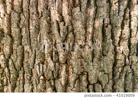 Oak bark texture Oak bark texture 41019809
