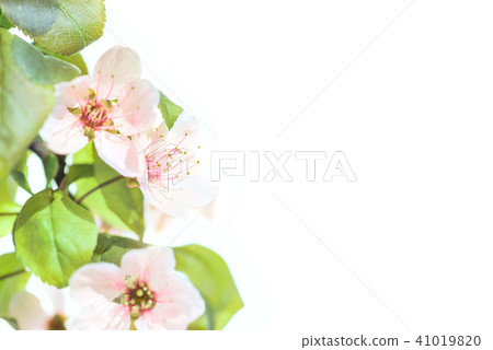 Plum flowers isolated on white Plum flowers isolated on white 41019820