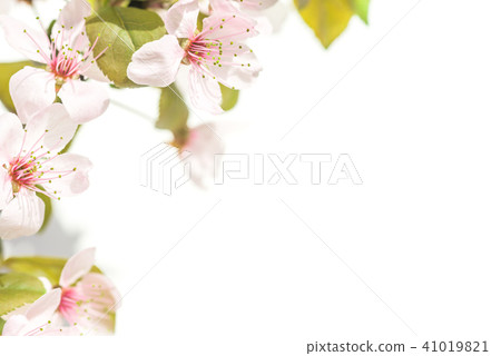 Plum flowers isolated on white Plum flowers isolated on white 41019821