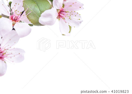 Plum flowers isolated on white Plum flowers isolated on white 41019823