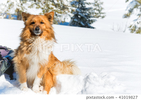 Cute red dog sitting on snow Cute red dog sitting on snow 41019827