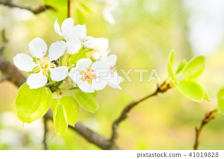Pear tree in white flowers Pear tree in white flowers 41019828