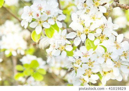 Pear tree in white flowers Pear tree in white flowers 41019829