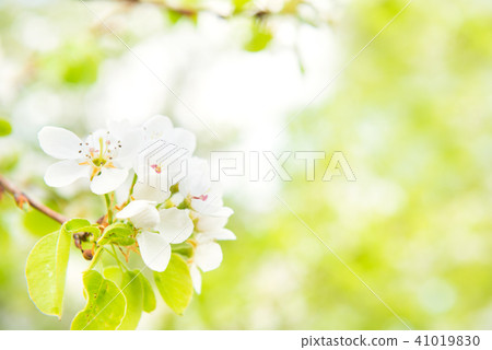 Pear tree in white flowers 41019830