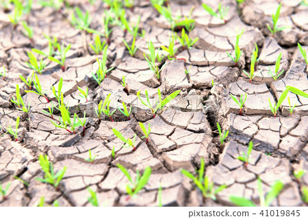 Dry land with green plants Dry land with green plants 41019845