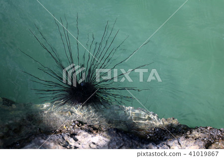 Blue-spotted sea urchin on the coral under the sea 41019867
