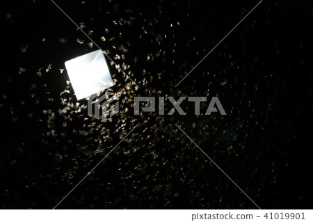 Moths flying around light bulb in the wooden house 41019901