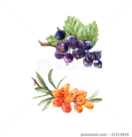 Watercolor berries set Watercolor berries set 41019926