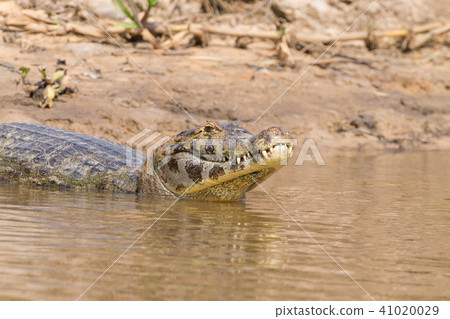 Caiman floating on Pantanal, Brazil Caiman floating on Pantanal, Brazil 41020029