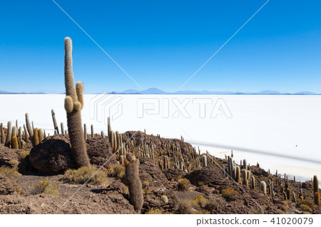 Salar de Uyuni view from Isla Incahuasi Salar de Uyuni view from Isla Incahuasi 41020079