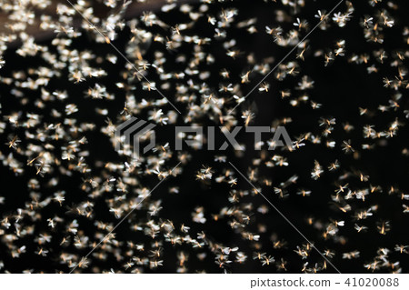 Moths flying around the light bulbs. 41020088