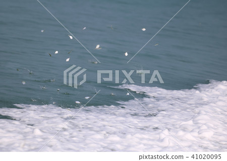 Little fish jump over the sea,Behind boat running 41020095
