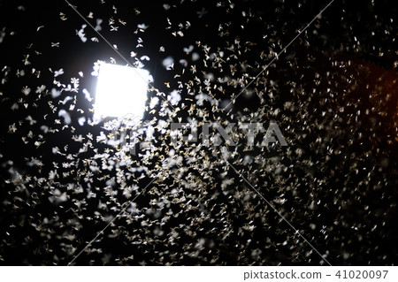 Moths flying around light bulb in the wooden house 41020097
