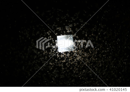 Moths flying around light bulb in the wooden house Moths flying around light bulb in the wooden house 41020145