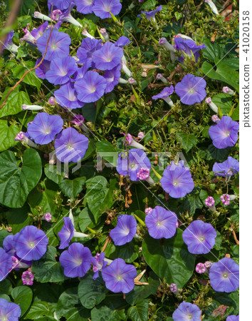 琉球牽牛花 41020158