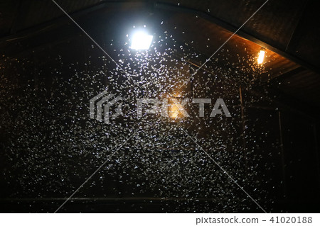 Moths flying around light bulb in the wooden house 41020188