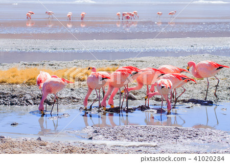 Laguna Hedionda flamingos, Bolivia 41020284