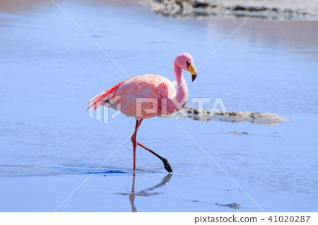 Laguna Hedionda flamingos, Bolivia 41020287