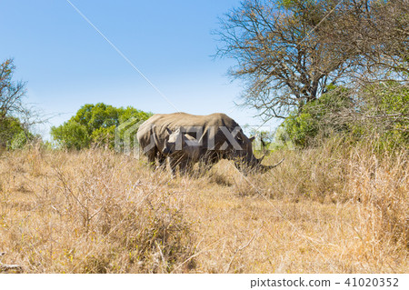 White rhinoceros with puppy, South Africa White rhinoceros with puppy, South Africa 41020352