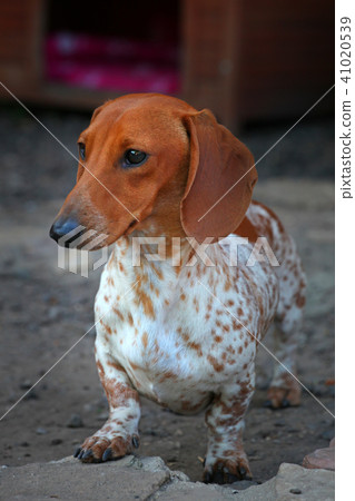 Dachshund Dog Summer Garden Dachshund Dog Summer Garden 41020539