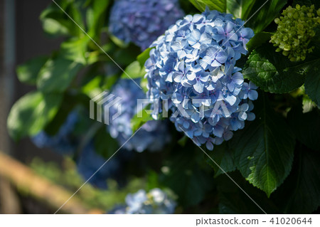 Hydrangea hydrangea hydrangea family hydrangea early summer rainy season June taste plant plant nature Hydrangea hydrangea hydrangea family hydrangea early summer rainy season June taste plant plant nature 41020644