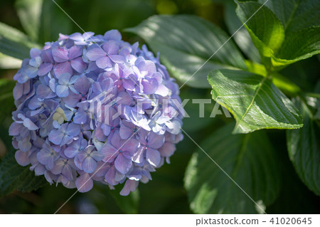 Hydrangea hydrangea hydrangea family hydrangea early summer rainy season June taste plant plant nature Hydrangea hydrangea hydrangea family hydrangea early summer rainy season June taste plant plant nature 41020645