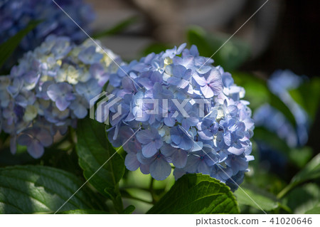 Hydrangea hydrangea hydrangea family hydrangea early summer rainy season June taste plant plant nature Hydrangea hydrangea hydrangea family hydrangea early summer rainy season June taste plant plant nature 41020646