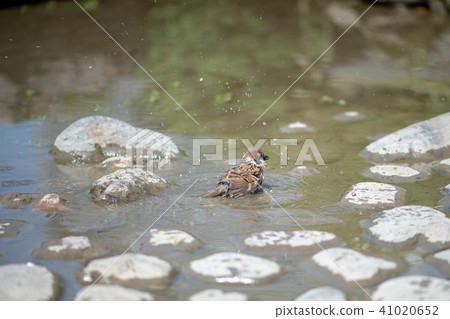 Sparrows sparrows sparrow birds Sparrows sparrows sparrow birds 41020652