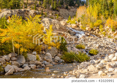 Aspen grove at autumn in Rocky Mountains Aspen grove at autumn in Rocky Mountains 41020991