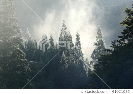 Forest morning Late autumn forest 41021085