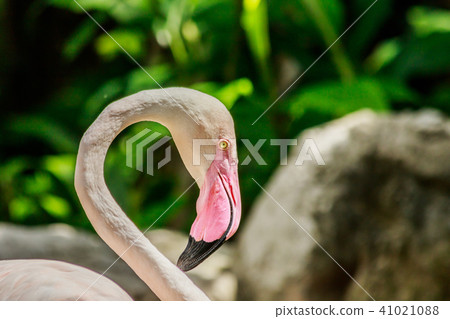 flamingos on nature background. flamingos on nature background. 41021088