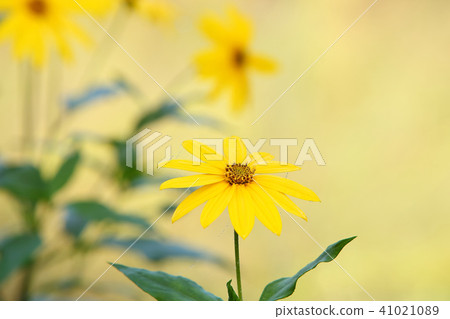 Jerusalem artichoke flowers Jerusalem artichoke flowers 41021089