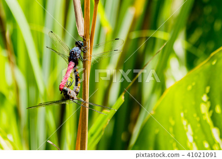 Dragonfly mating season in nature background. Dragonfly mating season in nature background. 41021091