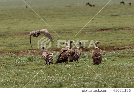 Serengeti National Park Serengeti National Park 41021396