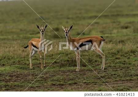 Serengeti National Park 41021413