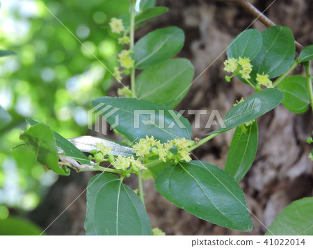 開花在初夏的棗花 開花在初夏的棗花 41022014