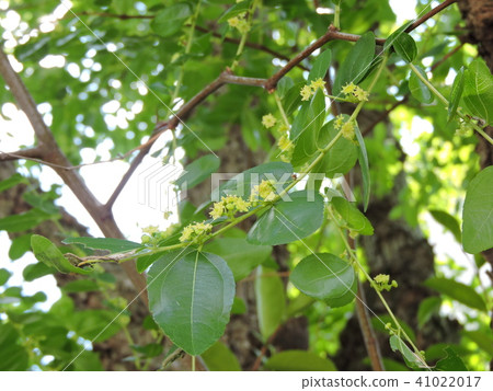 Jujube Flowers Blooming In Early Summer Stock Photo