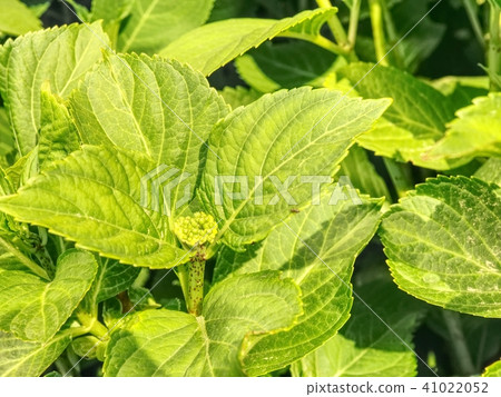 Young blossoms of  white hydrangea with leaves. 41022052