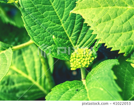 Young white hydrangea with large green leaves. 41022053