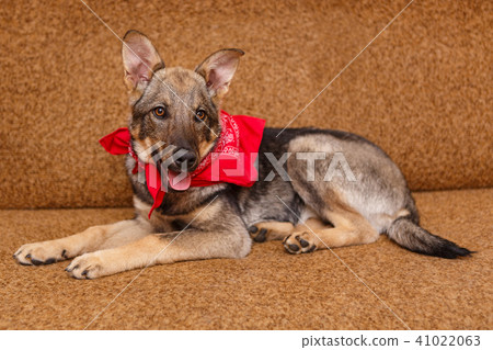 Playful puppy big dog 41022063