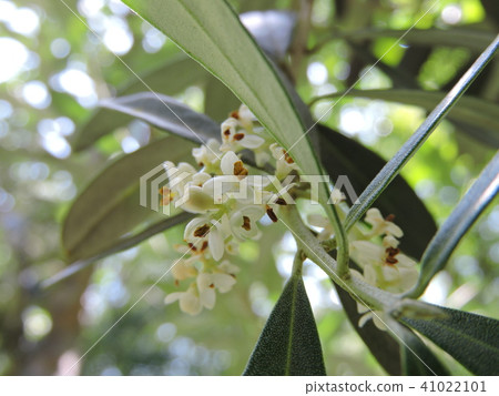Olive flowers 41022101